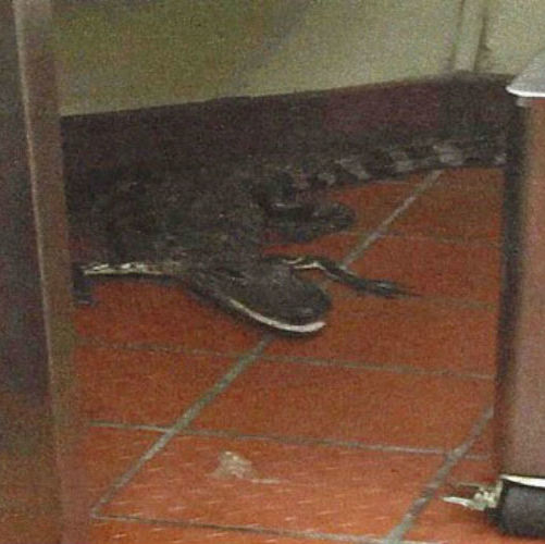 Jovem é indiciado por jogar um jacaré vivo dentro de restaurante