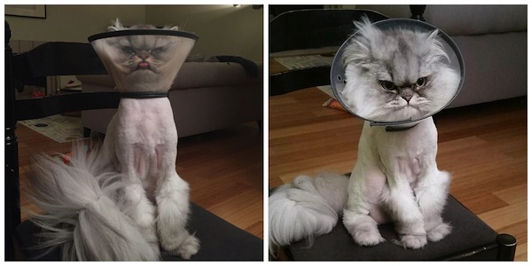 Animal não gostou do objeto na cabeça (Crédito: Reprodução)