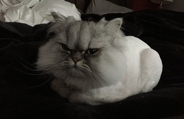 Felino virou sucesso na internet (Crédito: Reprodução)