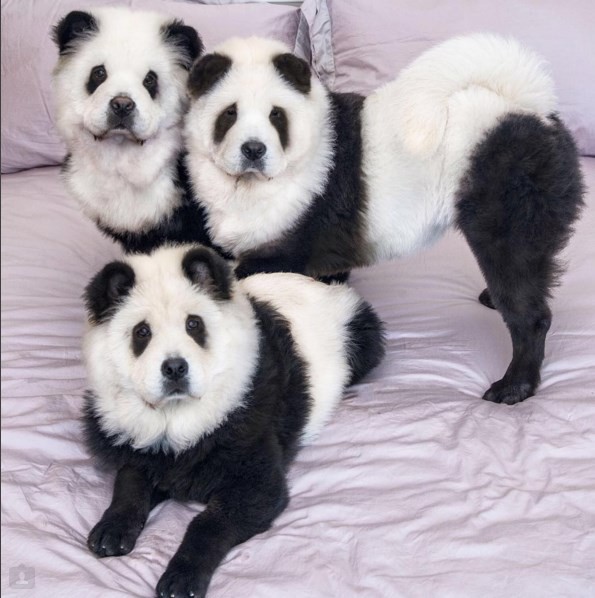 Cachorros pandas (Crédito: REPRODUÇÃO)