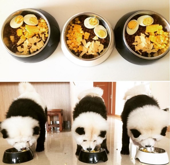 Alimentação natural e equilibrada para os "pandas" (Crédito: REPRODUÇÃO)