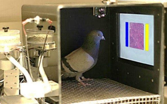 Pombos serão úteis para detecção do câncer