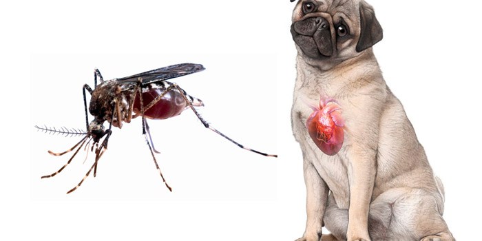 Cães também podem ser vítimas dos mosquitos (Crédito: Reprodução)