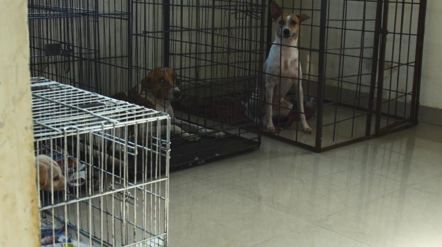 Homem ajuda animais (Crédito: Divulgação)