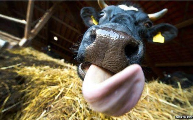 Baba da vaca na cura de feridas
