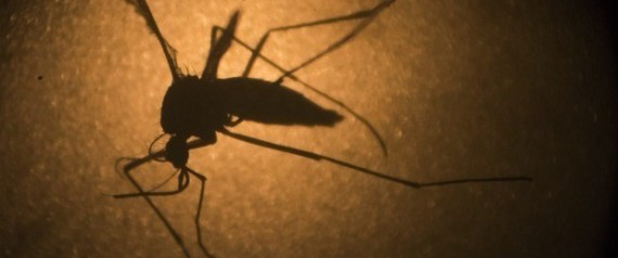 Aedes aegypti (Crédito: Reprodução)