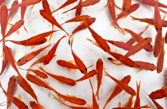 Adolescente foi obrigado a comer 30 peixes