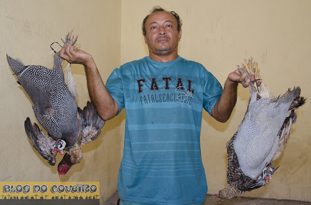 Galinhas roubadas (Crédito: Reprodução)