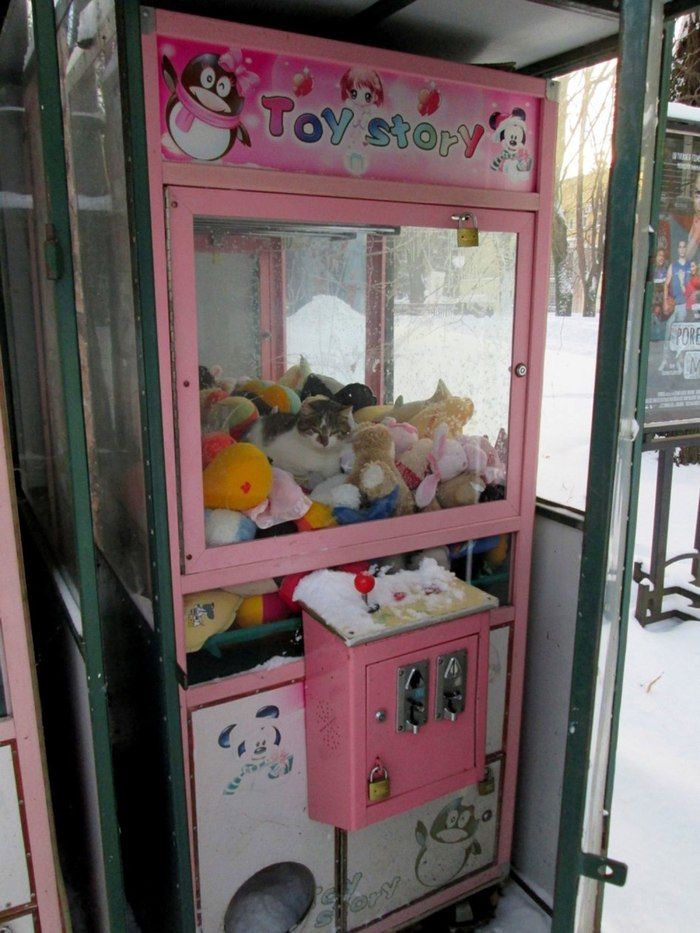Gatinho foi encontrado dentro da máquina (Crédito: Reprodução)