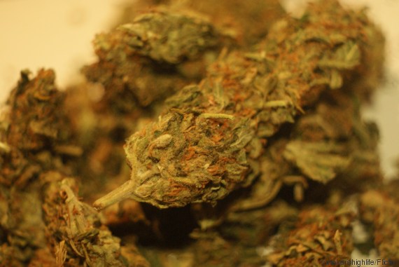 Maconha (Crédito: Reprodução)