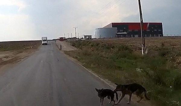 Cão tentando salvar o amigo (Crédito: Reprodução)
