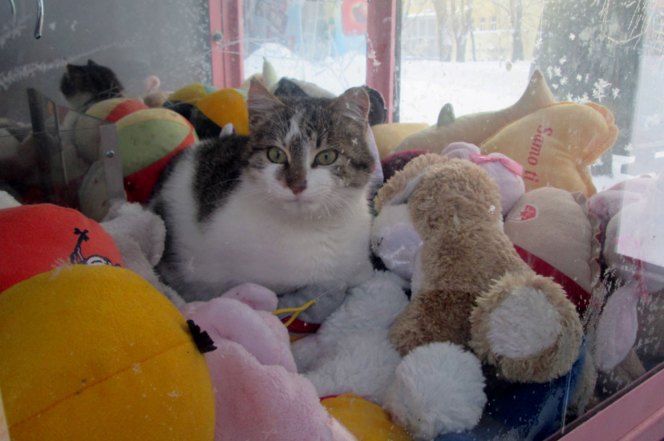 Gatinho foi encontrado dentro da máquina (Crédito: Reprodução)