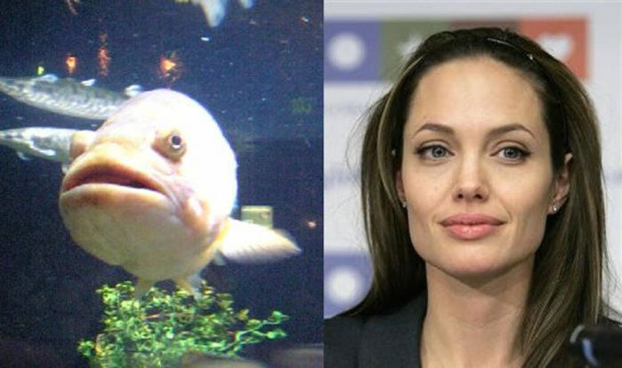 Fotos de famosos iguaizinhos a animais (Crédito: Reprodução)