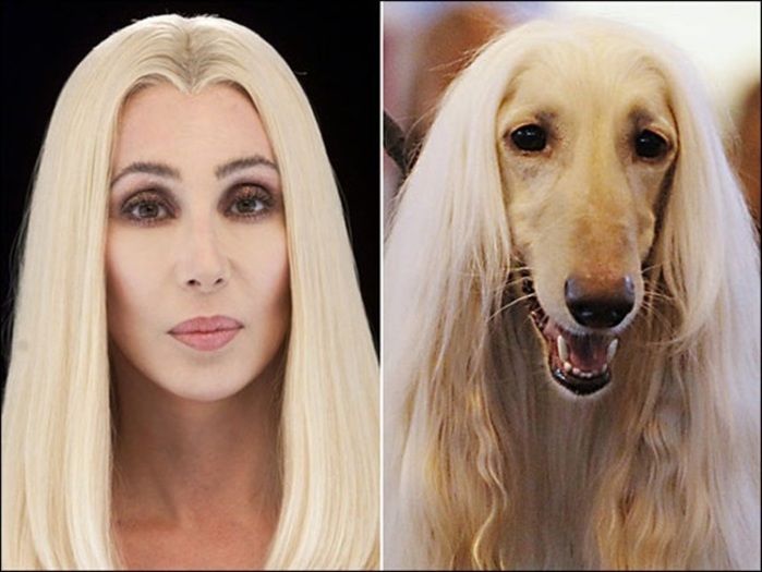 Fotos de famosos iguaizinhos a animais (Crédito: Reprodução)