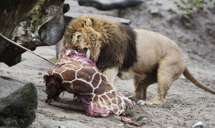 Filhote de girafa é sacrificado em zoo da Dinamarca (Crédito: Reprodução)