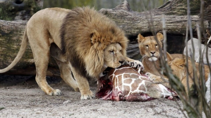 Filhote de girafa é sacrificado em zoo da Dinamarca (Crédito: Reprodução)