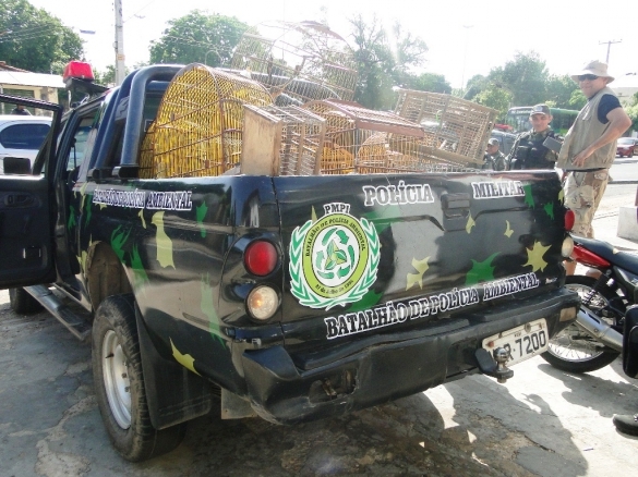 Animais apreendios pela Polícia Ambiental