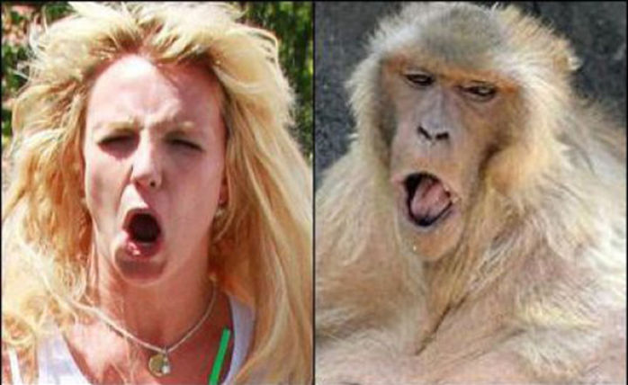 Fotos de famosos iguaizinhos a animais (Crédito: Reprodução)
