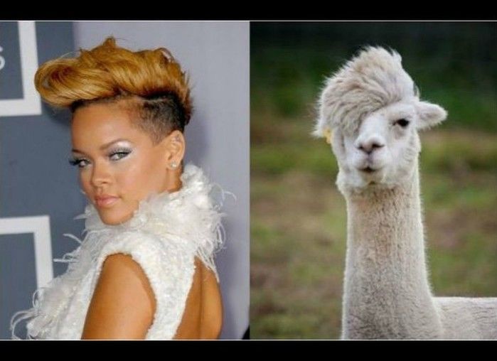 Fotos de famosos iguaizinhos a animais (Crédito: Reprodução)