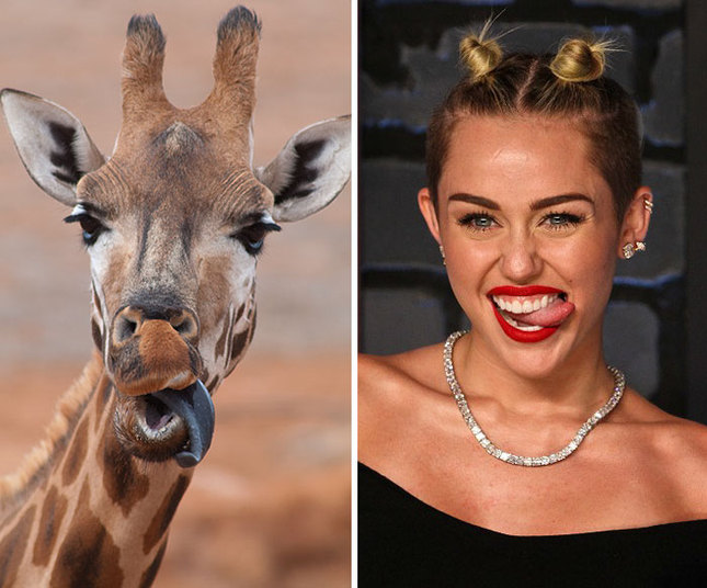 Fotos de famosos iguaizinhos a animais (Crédito: Reprodução)