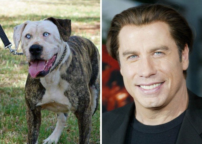 Fotos de famosos iguaizinhos a animais (Crédito: Reprodução)