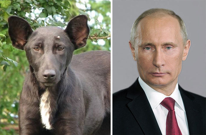 Fotos de famosos iguaizinhos a animais (Crédito: Reprodução)