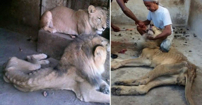 Até agora foram contabilizados 281 animais ameaçados (Crédito: Reprodução)