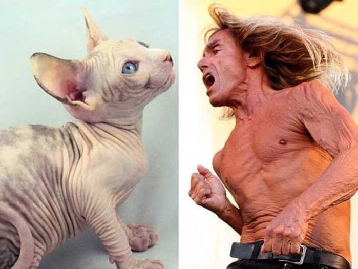 Fotos de famosos iguaizinhos a animais (Crédito: Reprodução)