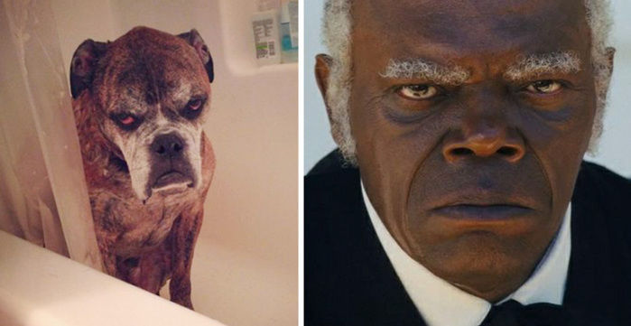 Fotos de famosos iguaizinhos a animais (Crédito: Reprodução)