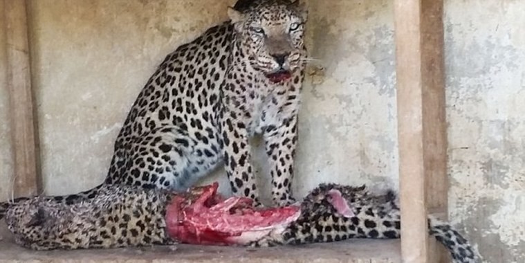 Animais famintos comem uns aos outros para sobreviver em zoo