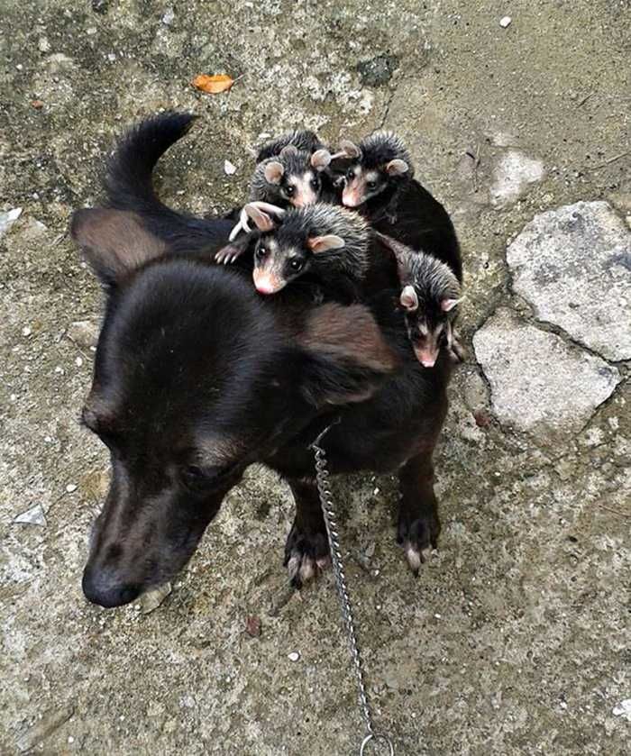 Pretinha cuida dos filhotes como se fosse dela (Crédito: Reprodução)