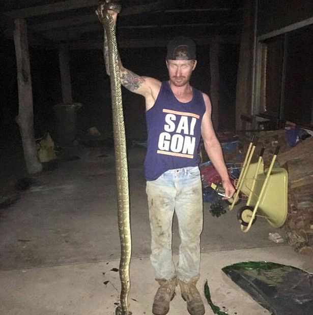 Vizinho matou a cobra que media cerca de 3 metros (Crédito: Reprodução)