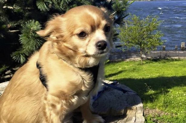 Cachorro foi vítima de ataque de ciúmes (Crédito: Reprodução)