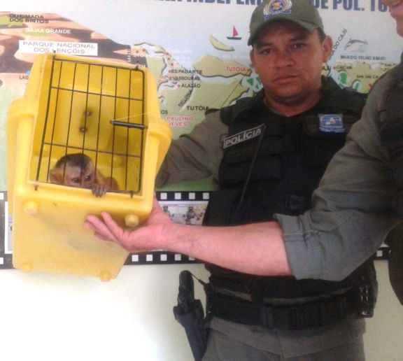 Macaco apreendido em Luís Correia (Crédito: Reprodução)