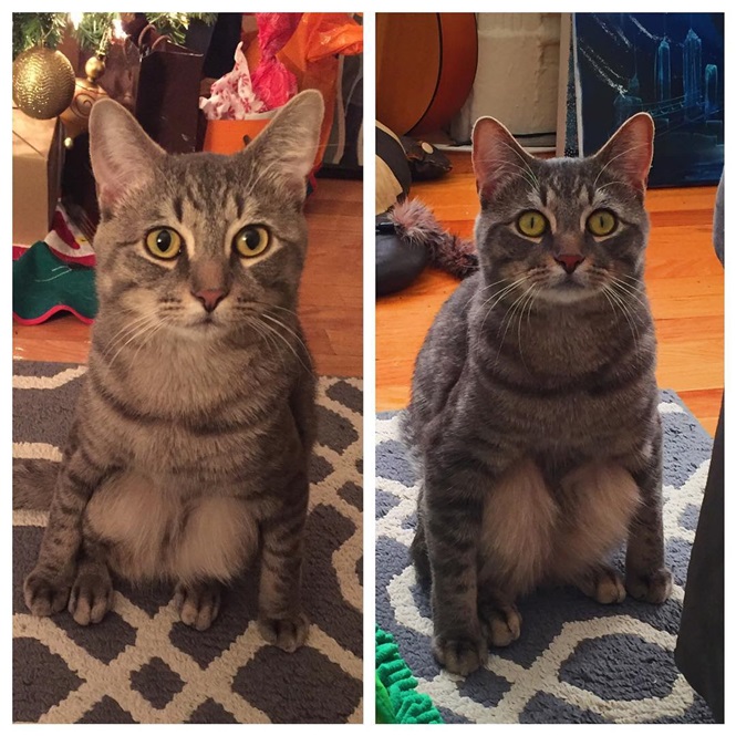 Gato senta diferente dos felinos comuns