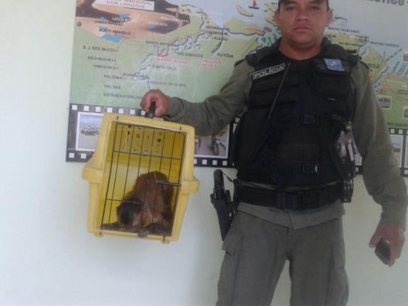 Macaco apreendido em Luís Correia (Crédito: Reprodução)