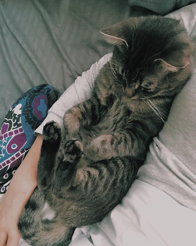 Gato chama atenção nas redes sociais