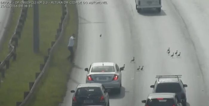 Motorista pede parada para travessia (Crédito: Reprodução)