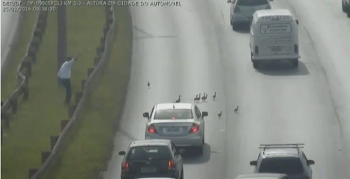 Motorista pede parada para travessia (Crédito: Reprodução)
