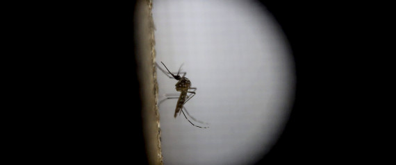 Primeiro contágio do Zika é relatado nos EUA (Crédito: Reprodução)