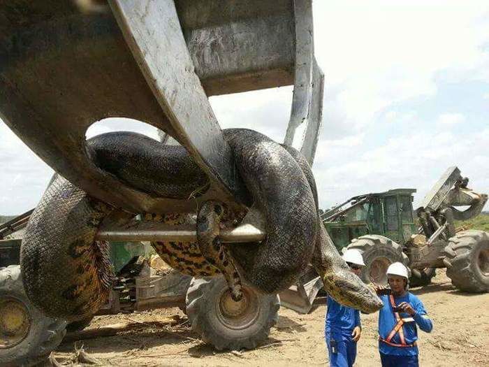 Cobra (Crédito: Divulgação)