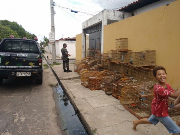 Aves apreendidas pela Polícia Ambiental