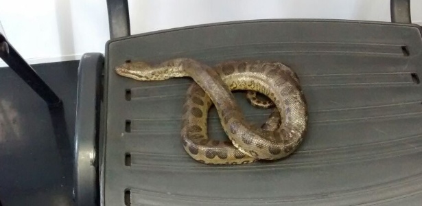 cobra capturada no carnaval (Crédito: Divulgação)