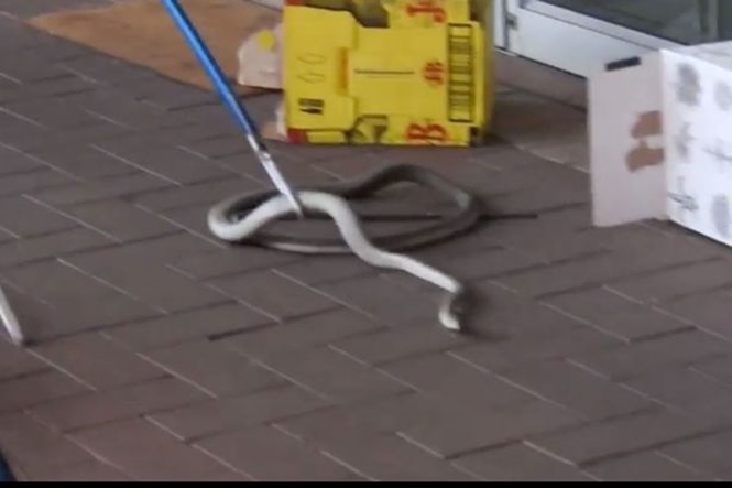 Captura da cobra (Crédito: Divulgação)