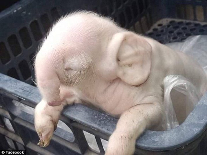 Porco nasce com tromba de elefante e deixa moradores assustados