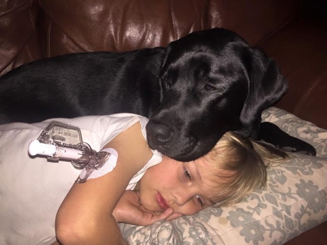 Cão salva a vida de menino diabético durante a noite e vira héroi (Crédito: Reprodução)