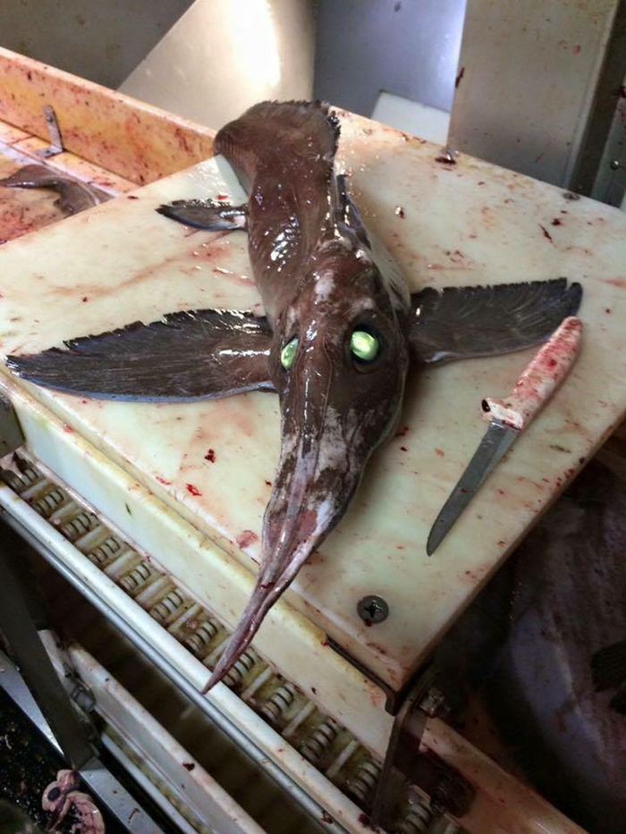 Peixe assustador intriga pescadores após ser capturado no Canadá (Crédito: Reprodução)
