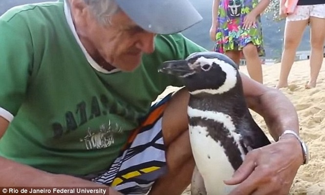 Pinguim viaja para se encontrar com homem que o salvou da morte (Crédito: Reprodução)
