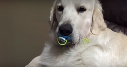 Filhote de Golden Retriever tem um hábito fora do comum (Crédito: Reprodução)
