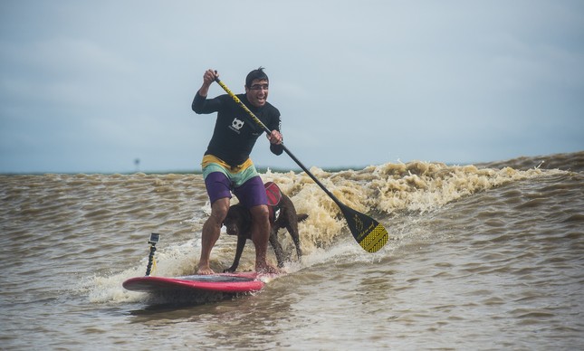 Cão surfista (Crédito: Divulgação)